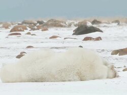 MS Polar bear sleeping on snowy landscap / Churchill, Manitoba, Canada Stock Footage