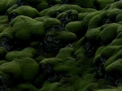 CU PAN Shot of moss which covered rocks and entire ground / Iceland Stock Footage
