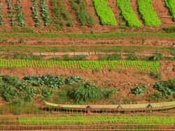MS Shot of rows of green crops in brown soil with small canoe / Luang Prabang, Laos Stock Footage