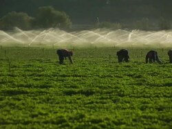 MS SLO MO PAN Shot of farmworkers picking fruit in field in front of sprinkler / Oxnard, California, United States Stock Footage