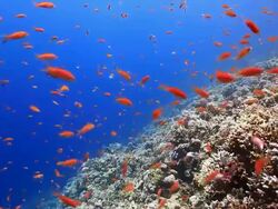 Coral And Fish Stock Footage