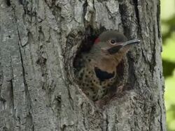 CU View of Young northern flicker in tree cavity waiting for parent / Moira River at Madoc, Ontario, Canada Stock Footage