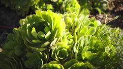 Youth in Action: A Young Eagle Scout's Project to Promote Water Conservation Instructional Video