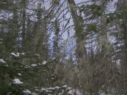 CU Sleeping polar bear cub snuggling against adult polar bear / Wapusk National Park, Manitoba, Canada Stock Footage