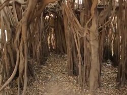 The Great Banyan Tree Forest Stock Footage