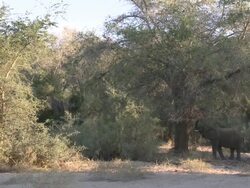 Desert Elephant (Loxodonta africana) browsing from tree, Ugab River Basin, Namibia: desert-dwelling population of African Bush Elephant though not distinct subspecies Stock Footage
