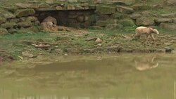 Polar bears in a wildlife park News Clip