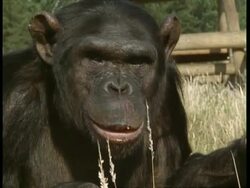 CU Chimpanzee pulling bottom lip down Stock Footage