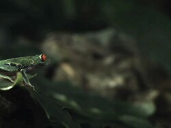 Medium Shot Side Angle Slow Motion - Red eyed frog jumps out of frame / Costa Rica Stock Footage