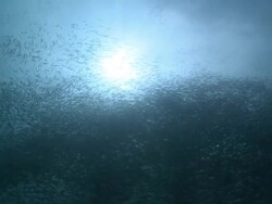 Masses of fish shoaling, Southern Visayas, Philippines Stock Footage