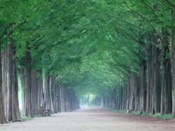 WS View of Damyang Dawn Redwood Metasequoia road / Damnyanggun, Jeollanam-do, South Korea Stock Footage