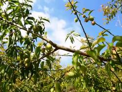 apricots on a tree branch, Dolly Shot Stock Footage