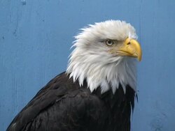 Alaskan Bald Eagle Stock Footage