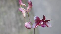 dark purple orchids Stock Footage