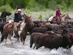 Cowboys herding cattle across a river Stock Footage