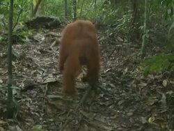 MS Orang utan mother and child moving through jungle / Bukit Lawang, North Sumatra, Indonesia Stock Footage