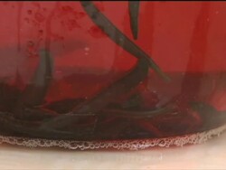 Leech farm and leech treatment News Clip