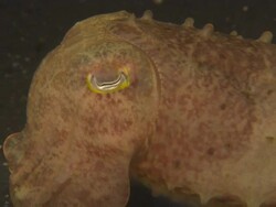 Broadclub cuttlefish Moving tracking. Indonesia  Stock Footage
