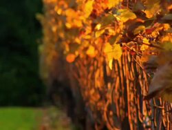 Vineyard Focus Pulls Stock Footage