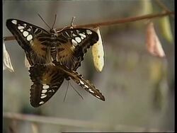 PHILIPPINES: PULILAN BUTTERFLY HAVEN News Clip