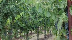 Grapevines. Panning Right. Stock Footage