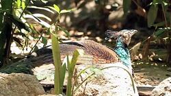 Indian Peafowl Resting Stock Footage