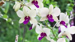 fresh orchids Stock Footage