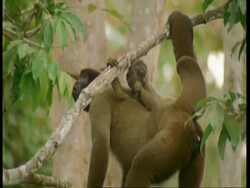 MS Woolly monkey mother with baby on back in tree top, scratches and moves on, South America Stock Footage