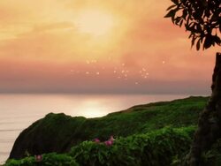 Sunset birds Stock Footage