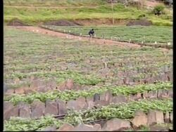 PERU: CHACAS:  POTATO RESISTANT TO DISEASE News Clip