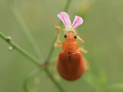 Insect Stock Footage