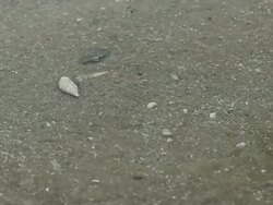 Hermit Crab Stock Footage