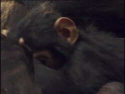 CU, Young chimpanzee (Pan troglodytes) playing next to adult, Gombe Stream National Park, Tanzania Stock Footage