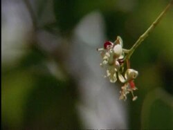 CU Flapnecked chameleon, Chamealeo dilepis, tongue snatching bee off flower, high speed, Botswana, Africa Stock Footage