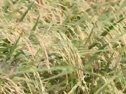 Rice field Stock Footage