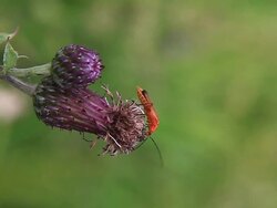 Red Beetle - vertical Stock Footage