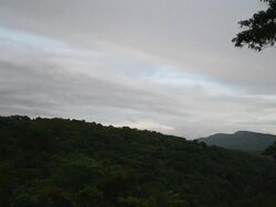 Rainforest In Monteverde Stock Footage