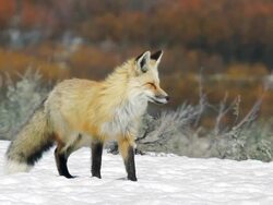MS Shot of red fox listens for ground squirrels / Tetons, Wyoming, United States Stock Footage