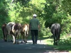 Pan of A Man Herding Cows in Nicaragua   Stock Footage
