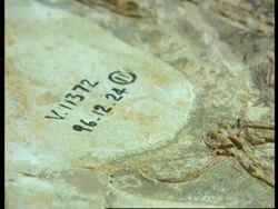 China - Bird fossils on display Instructional Video