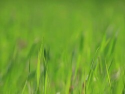 HD:Green grass Stock Footage