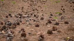 Pine needles cover the woodland ground Stock Footage