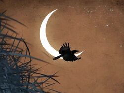 Moon And Bird In The Night Stock Footage