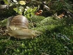 Snail on forest ground Stock Footage