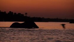 Elephant swimming in Zambezi River News Clip