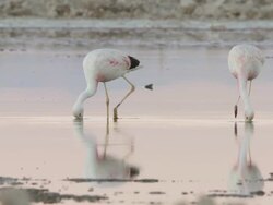 WS View of Andean Flamingos, Phoenicoparrus andinus walking in shallows feeding in high altitude salt lake / San Pedro de Atacama, Norte Grande, Chile Stock Footage