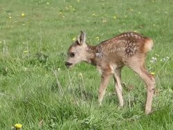 MS Deer eating grass in meadow of yellow flowers / Vieux Pont, Normandy, France Stock Footage