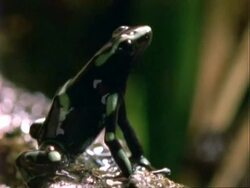 Poison Dart Frog, Dendrobates, CU frog in rain, facing right.  Panama. Stock Footage