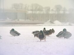 Wintering birds of passage. Stock Footage