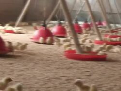 Chicken farm Stock Footage